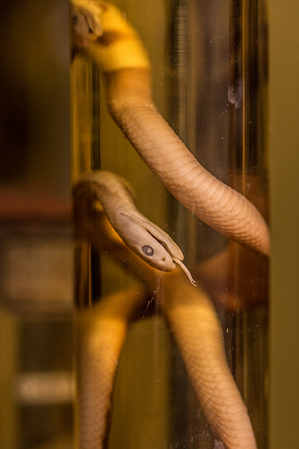 Zoologisk Museum oslo photo