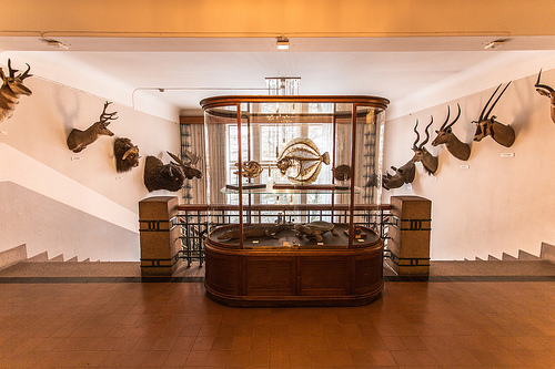 Zoologisk Museum oslo photo