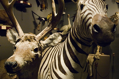 Zoologisk Museum oslo photo